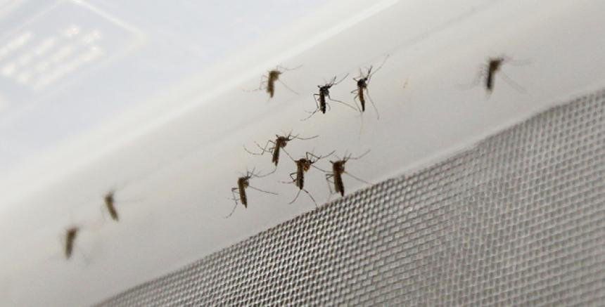 Mosquiteras para evitar las picaduras de mosquitos en españa